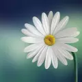 وفاء عابور