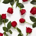 نور ابو الغنم