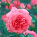 أسماء يعقوب